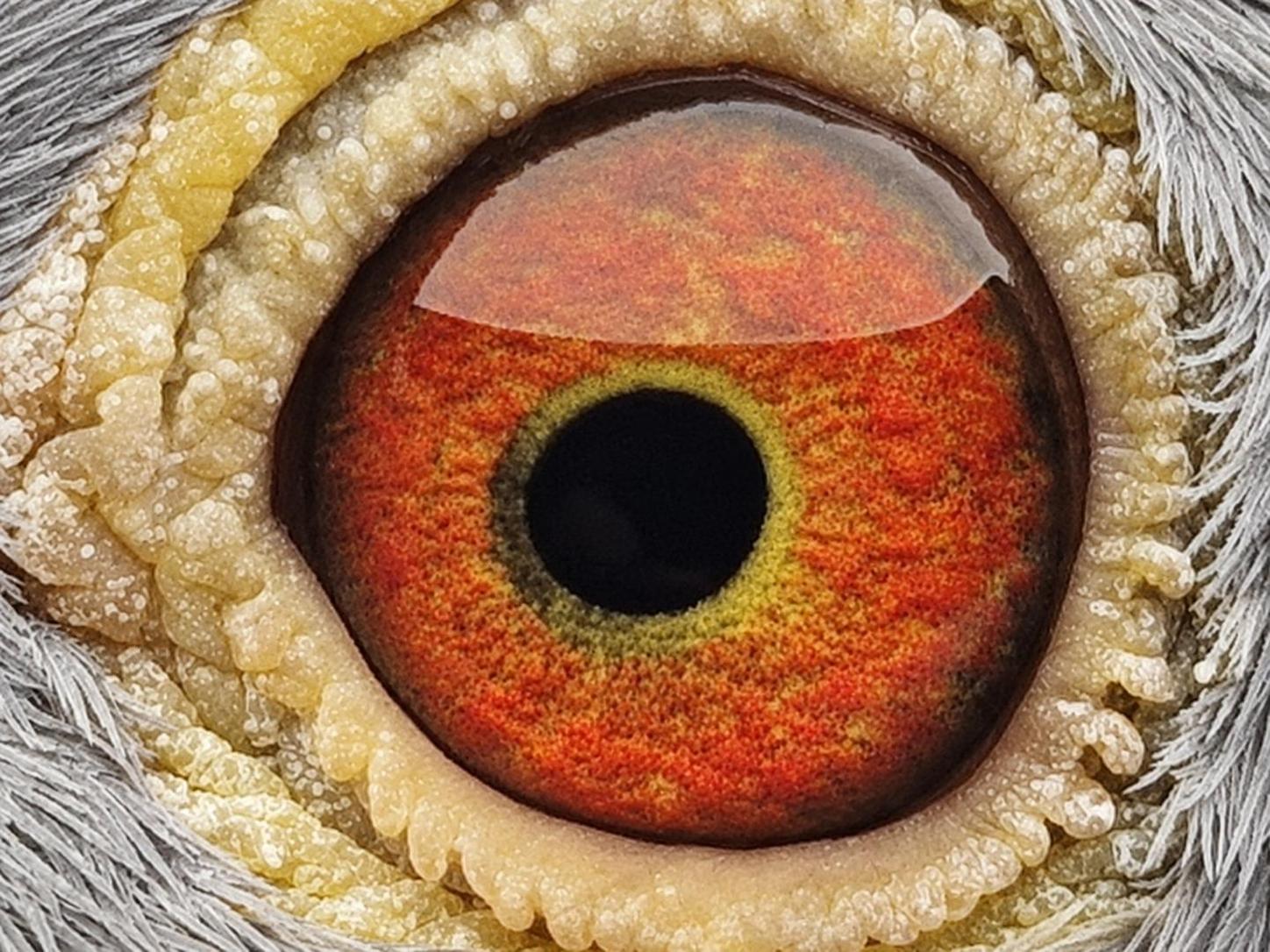 Pigeon eye